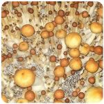 Псилоцибиновые (галлюциногенные)  грибы Psilocybin "Golden Teacher" в Сегеже