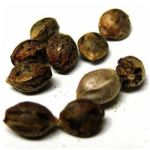 Семена марихуаны АК-47  (Seeds AK-47) в Сегеже